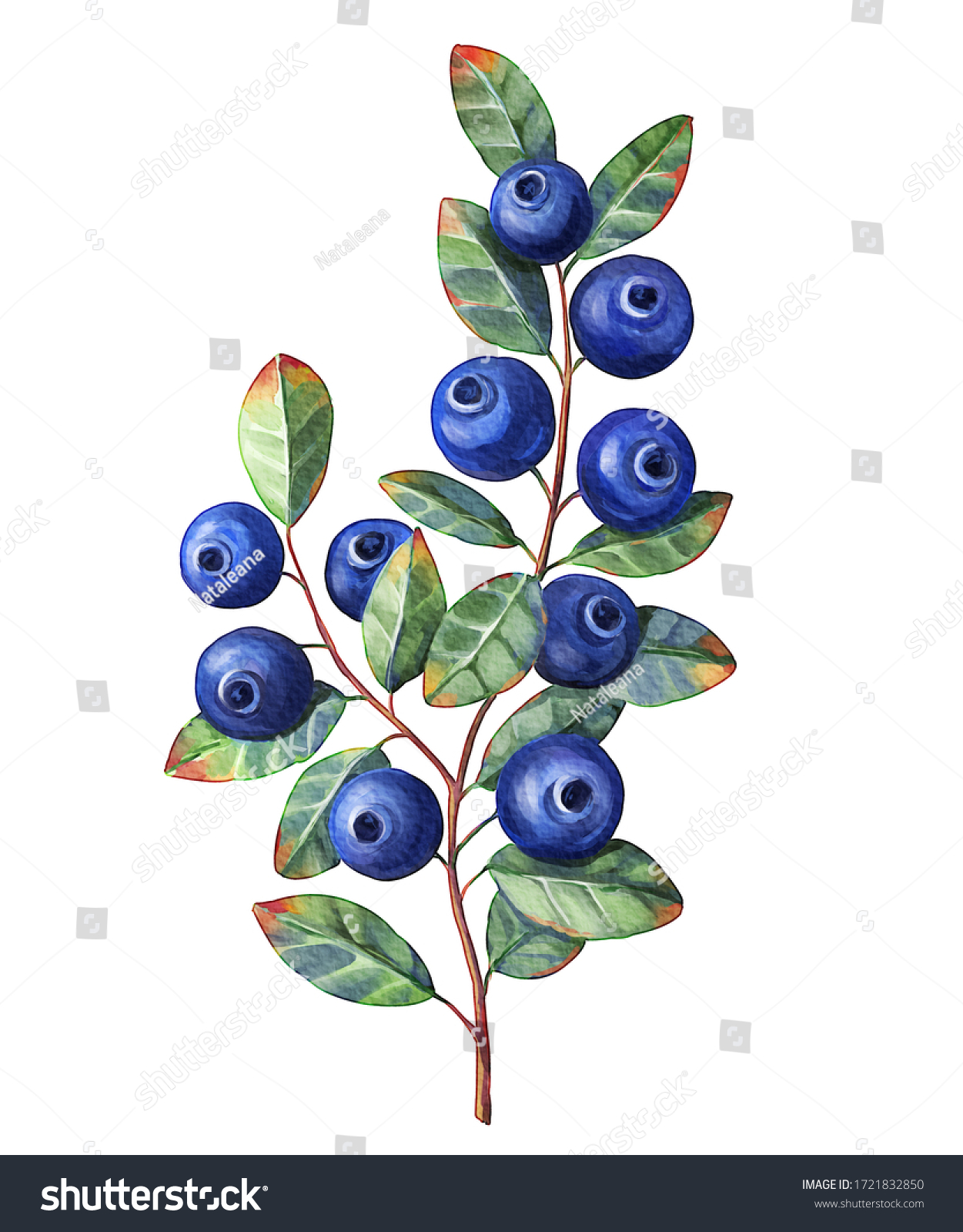 Watercolor Blueberry Branch Leaves Isolated On Stock Illustration