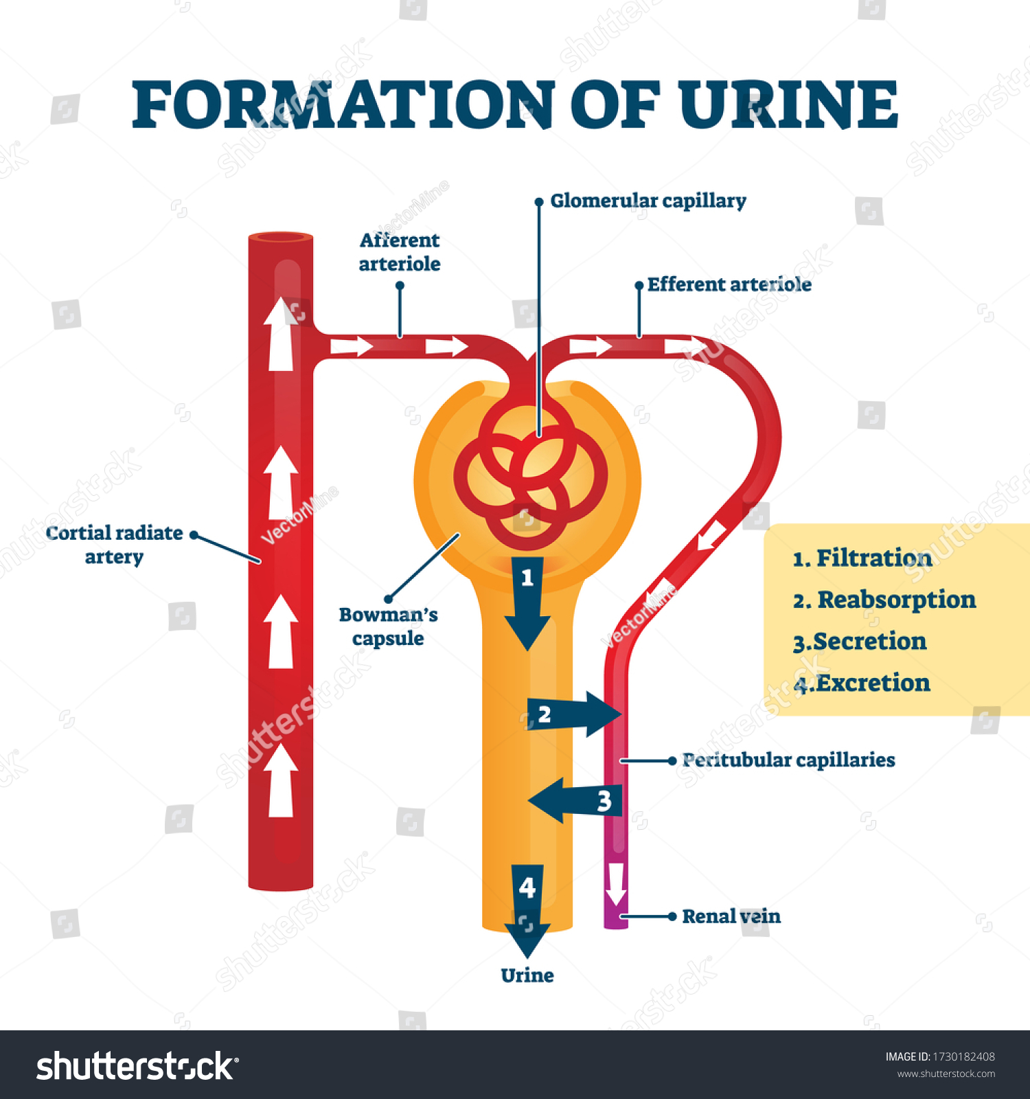 Formation Urine Vector Illustration Labeled Creation Stock Vector