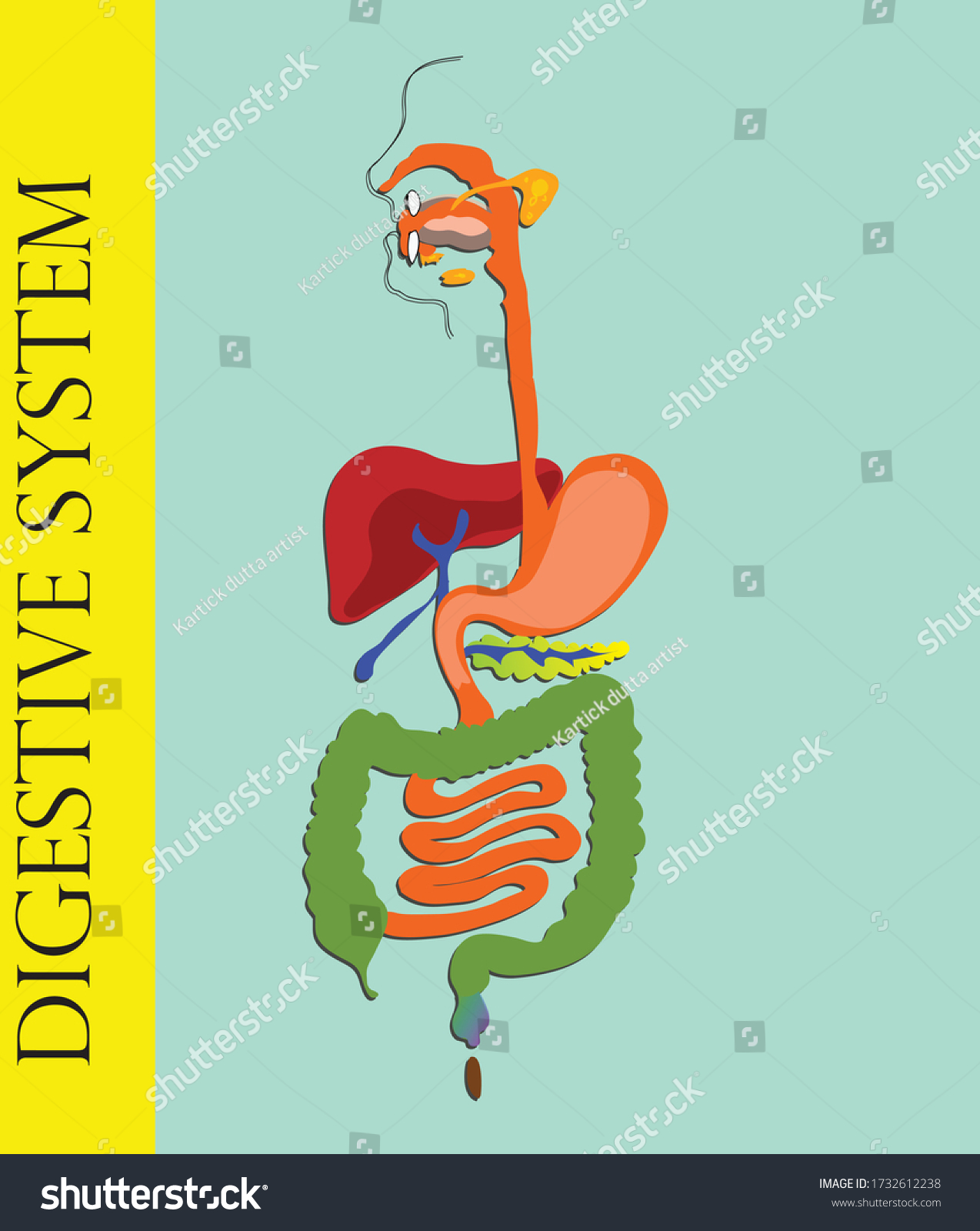 Digestive System Diagram Without Labels Stock Vector Royalty Free