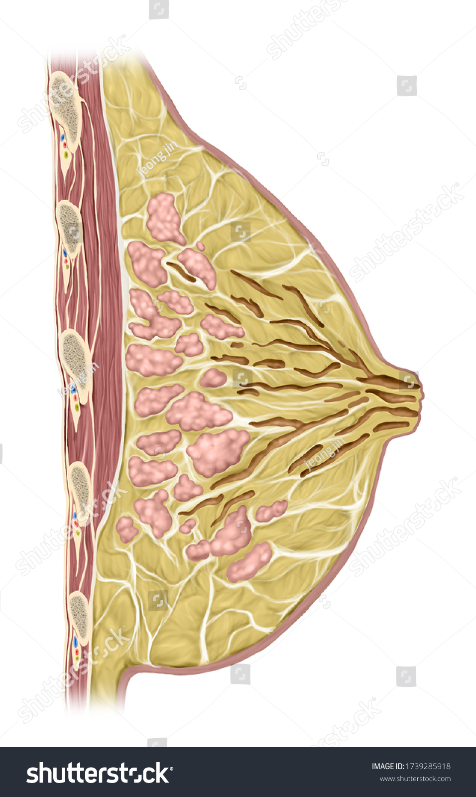 Medical Anatomy Education Breast Cross Section Stock Illustration