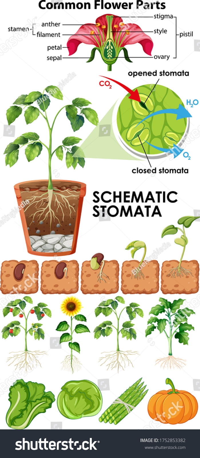 Diagram Showing Flower Schematic Stomata On Stock Vector Royalty Free