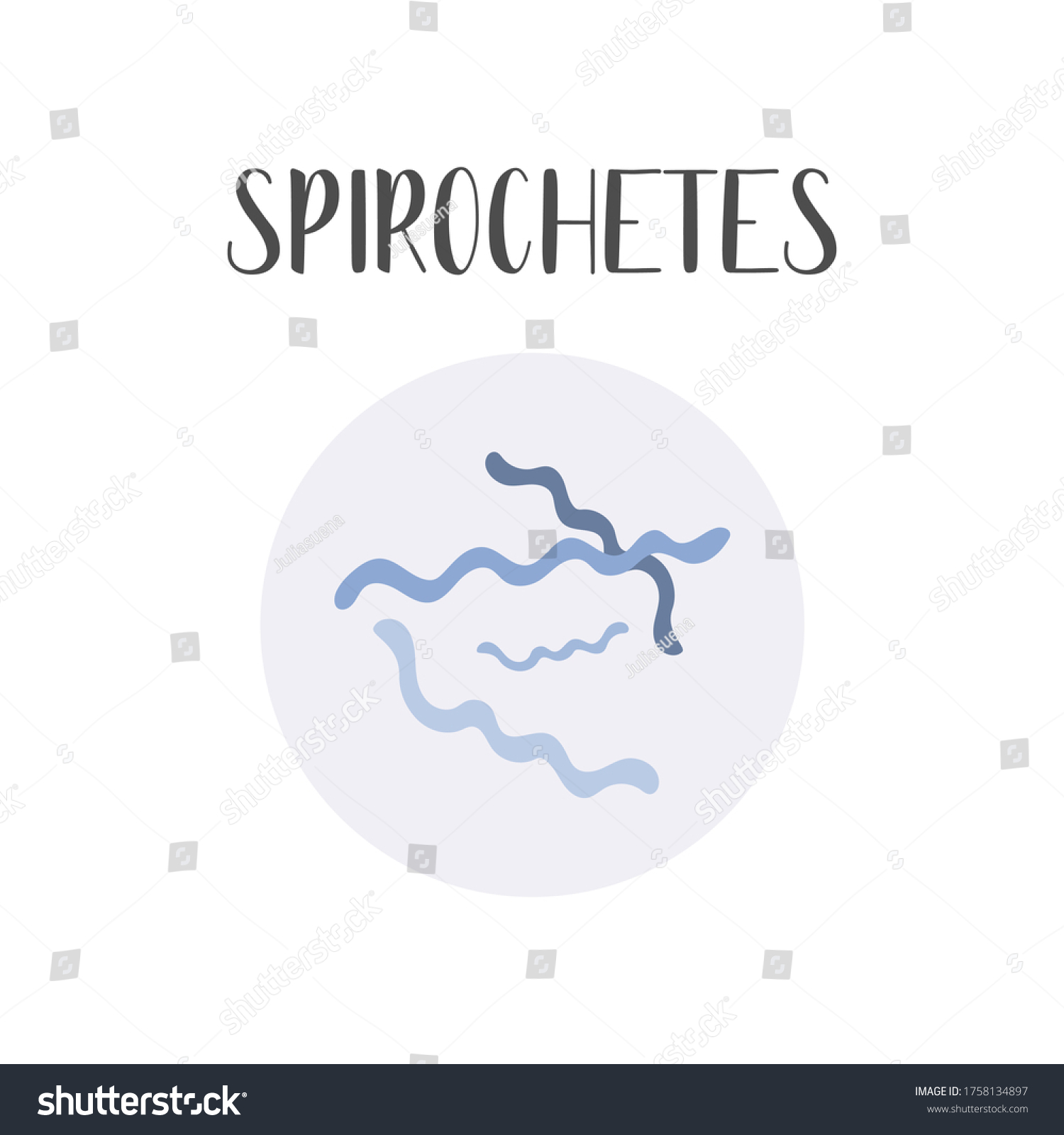 Spirochetes Bacteria Classification Spiral Shapes Bacteria Stock Vector