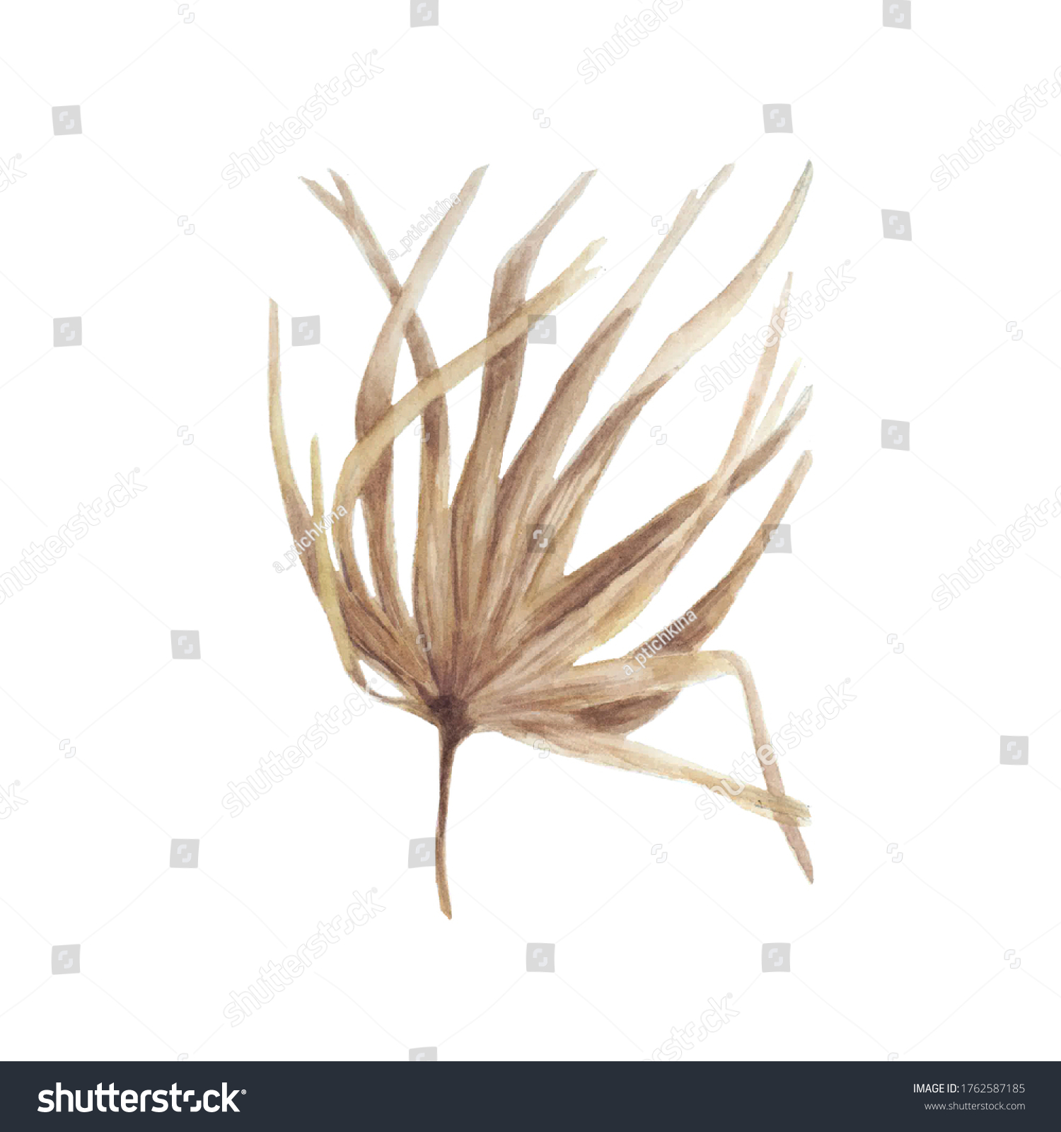 Set Watercolor Dried Fan Palm Leaves Stock Illustration