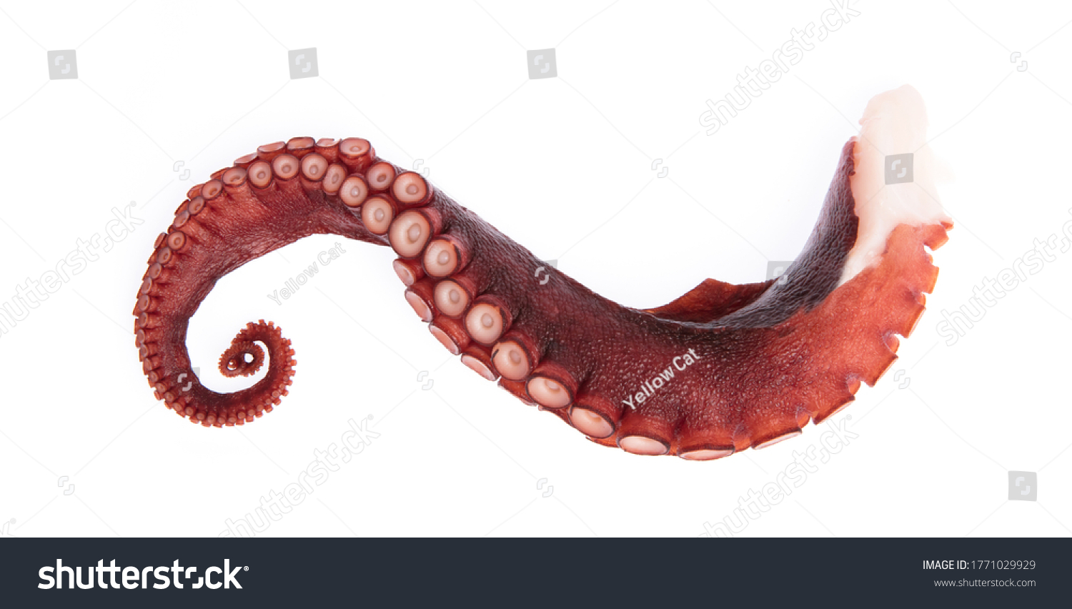 Tentacles Octopus Isolated On White Background Stock Photo 1771029929