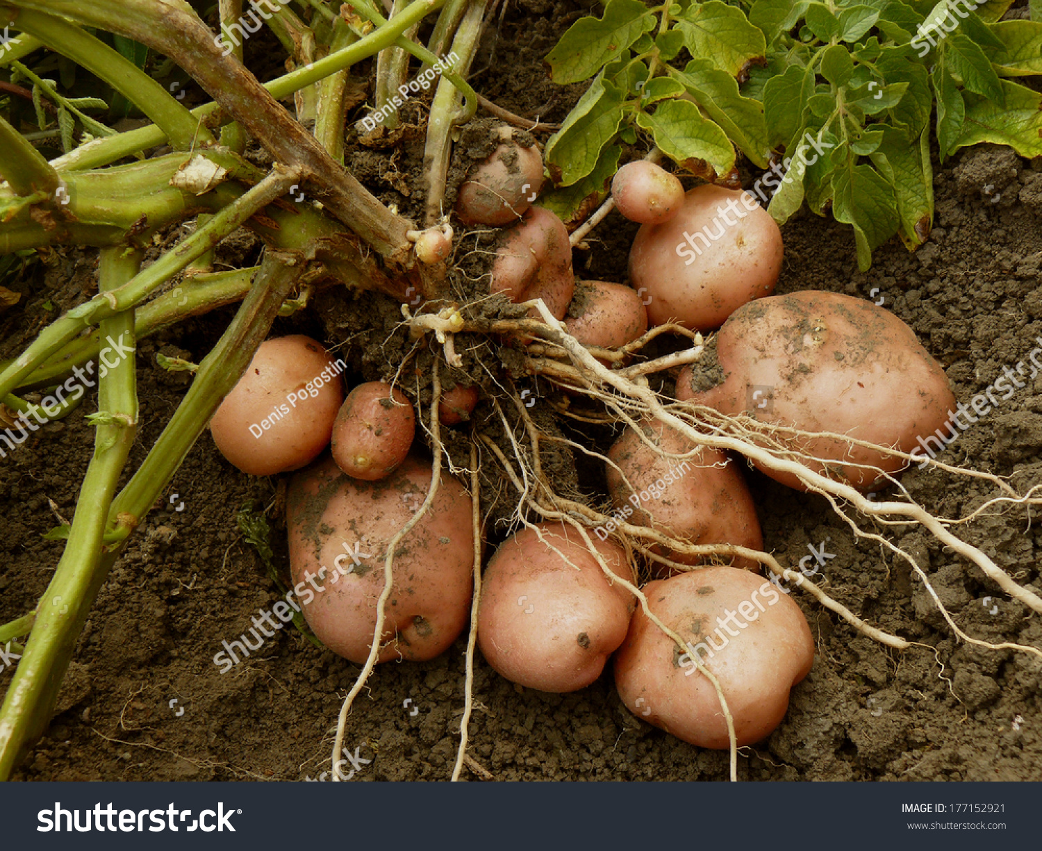 Potato Plant Tubers Digging Ground Stock Photo Shutterstock