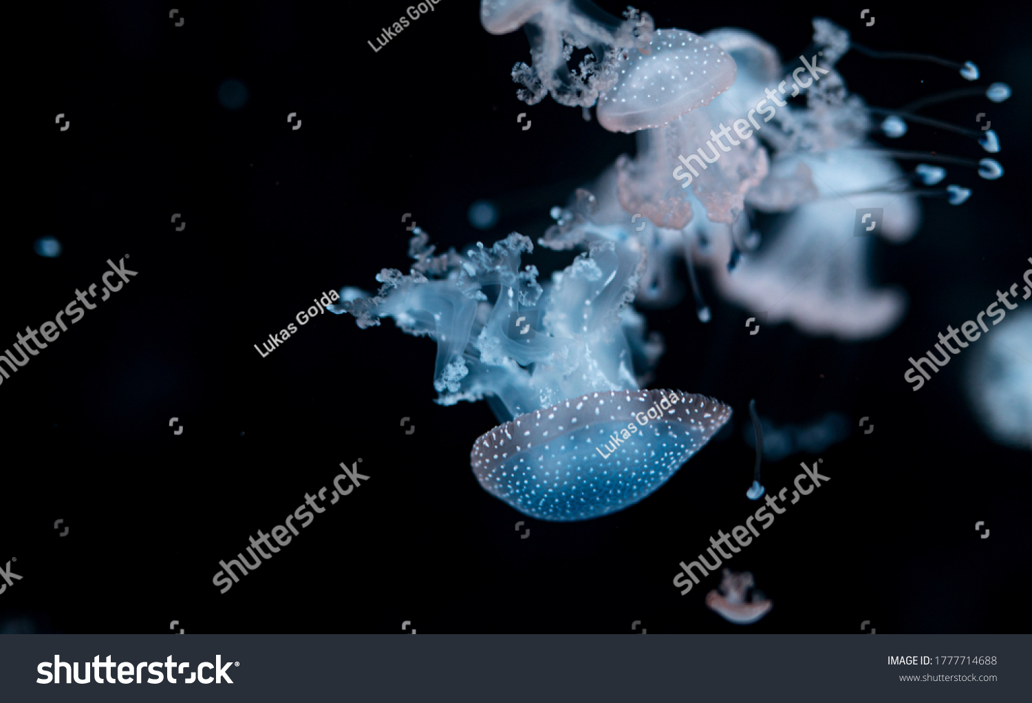 Purplestriped Jellyfish Chrysaora Colorata Isolated On Stock Photo