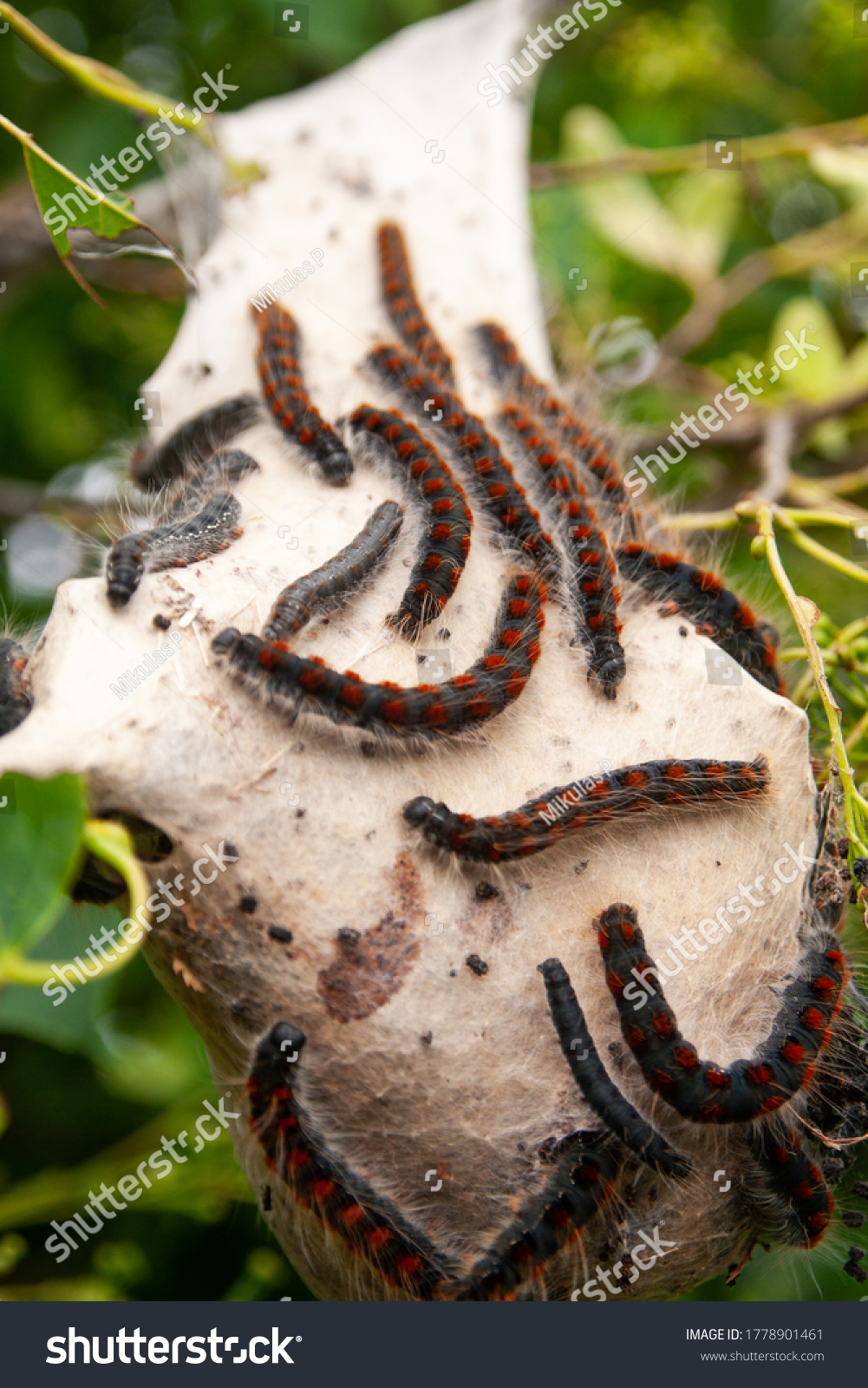 Small Eggar Eriogaster Lanestris Caterpillars Colony Stock Photo