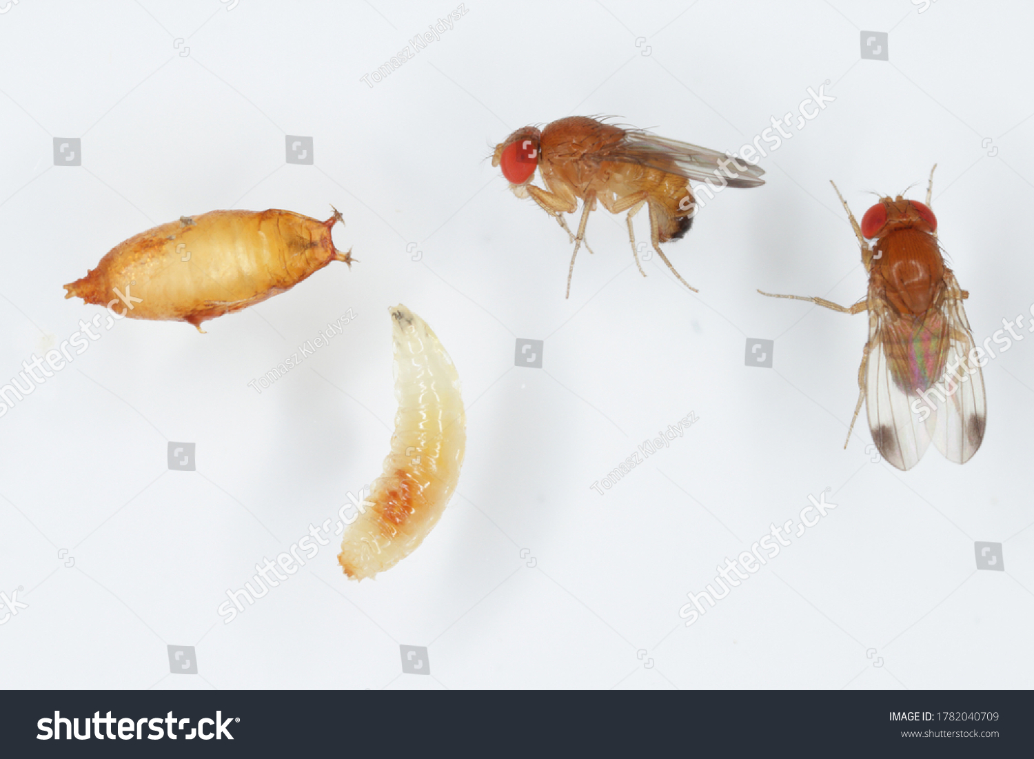 Adults Larva Pupa Drosophila Suzuki Commonly Stock Photo