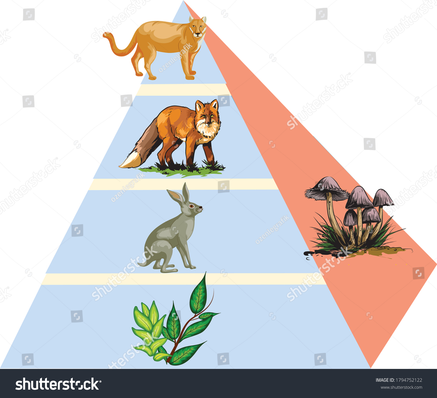 83 980 imágenes de Animal food web Imágenes fotos y vectores de