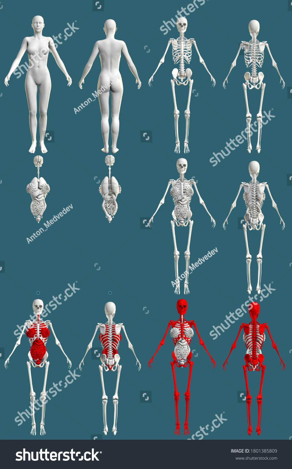 12 Detailed Renders 1 Womans Body Stock Illustration 1801385809