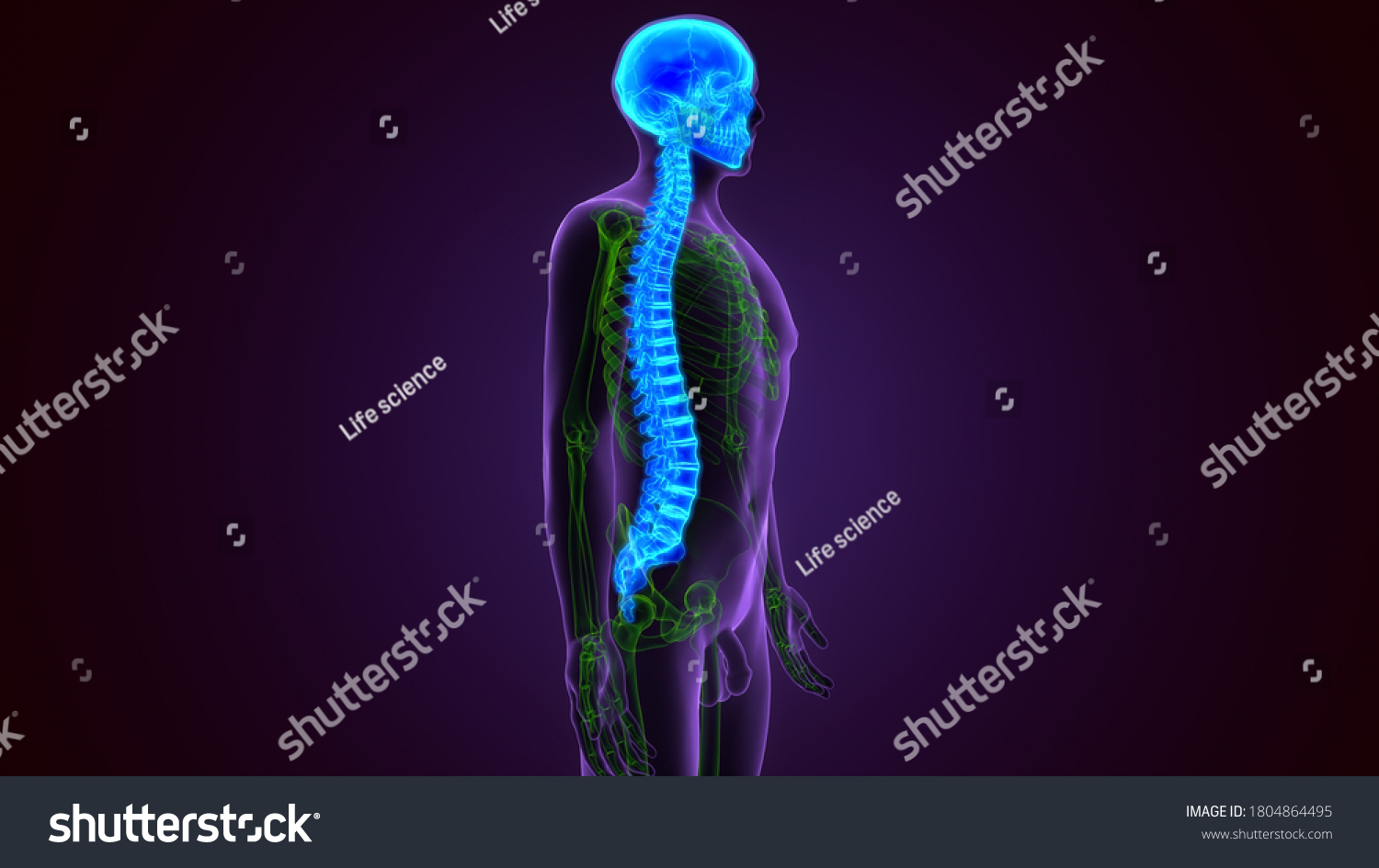 3d Illustration Skull Spinal Cord Anatomy 库存插图 1804864495 Shutterstock