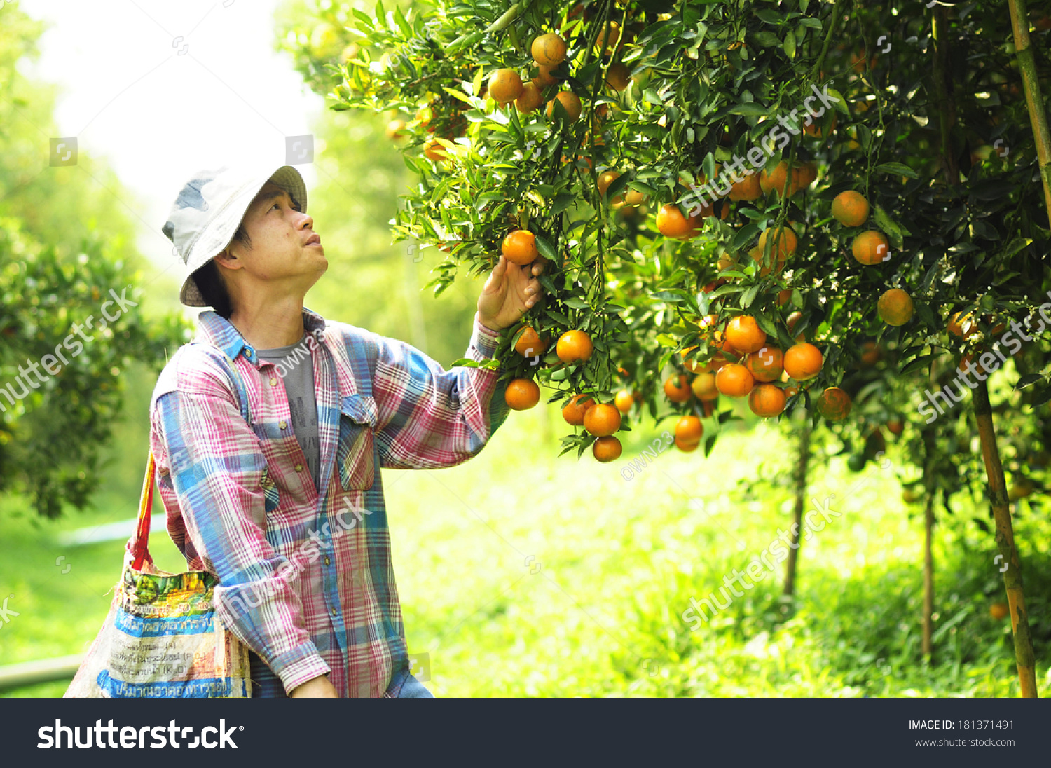 Male Farmer Harvest Picking Fruits Orange Stock Photo