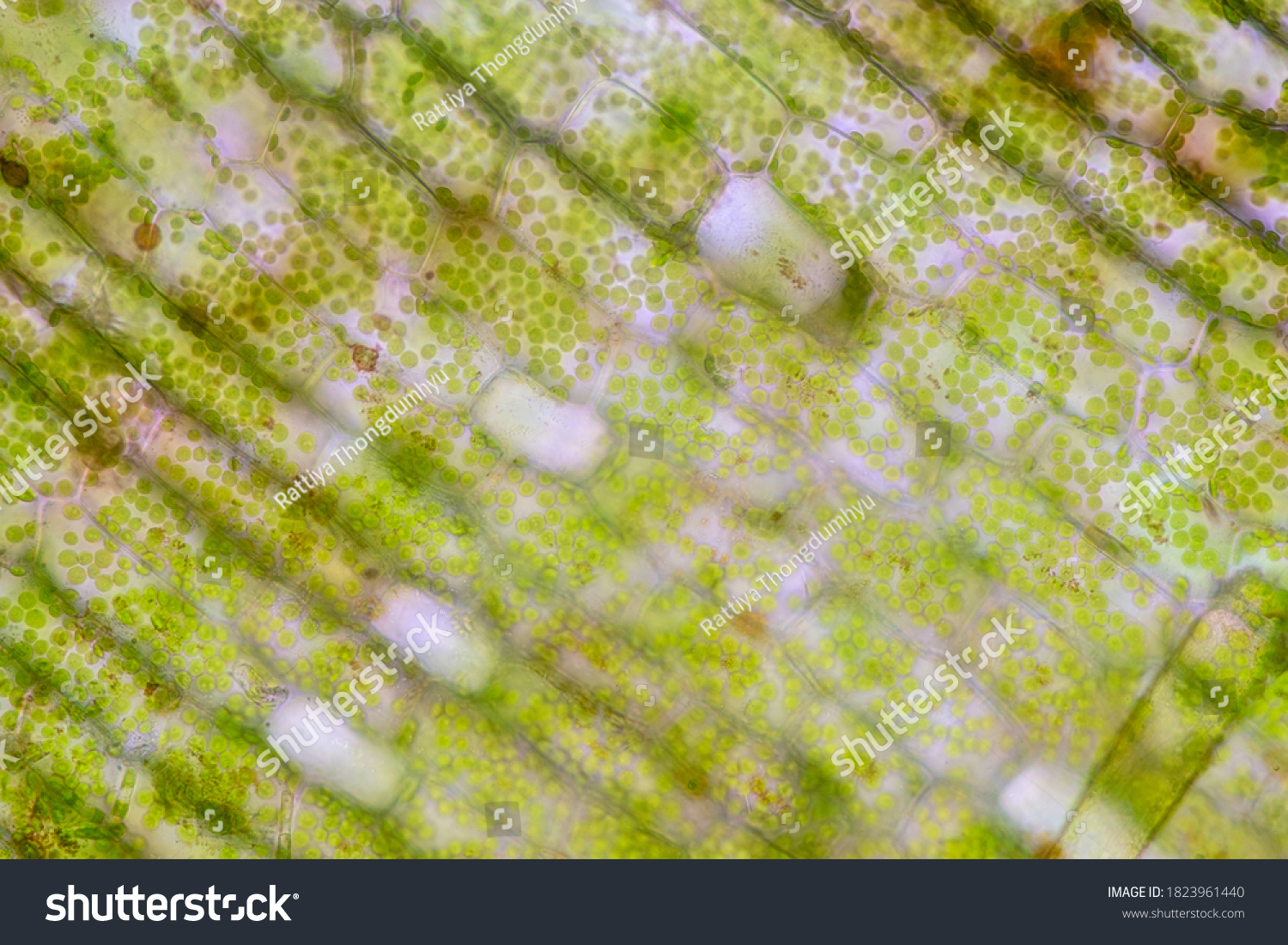 Cell Structure Hydrilla View Leaf Surface Stock Photo 1823961440