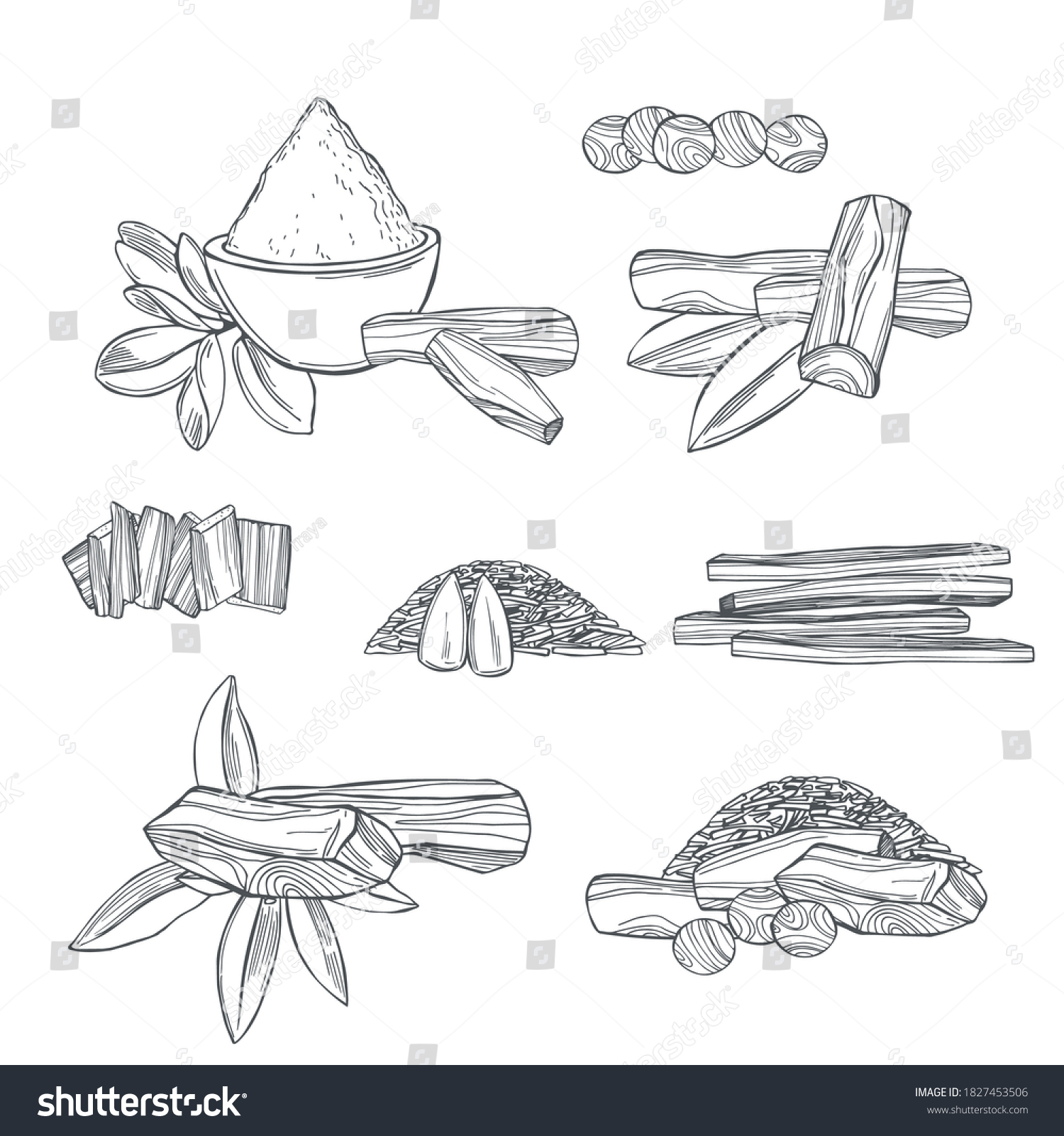 Hand Drawn Sandalwoodsantalum Set On White Stock Vector Royalty Free