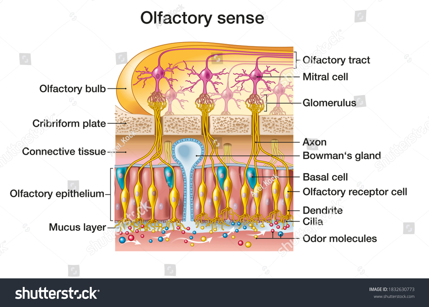 Sense Smell Detailed Illustration Olfactory Region Stock Illustration