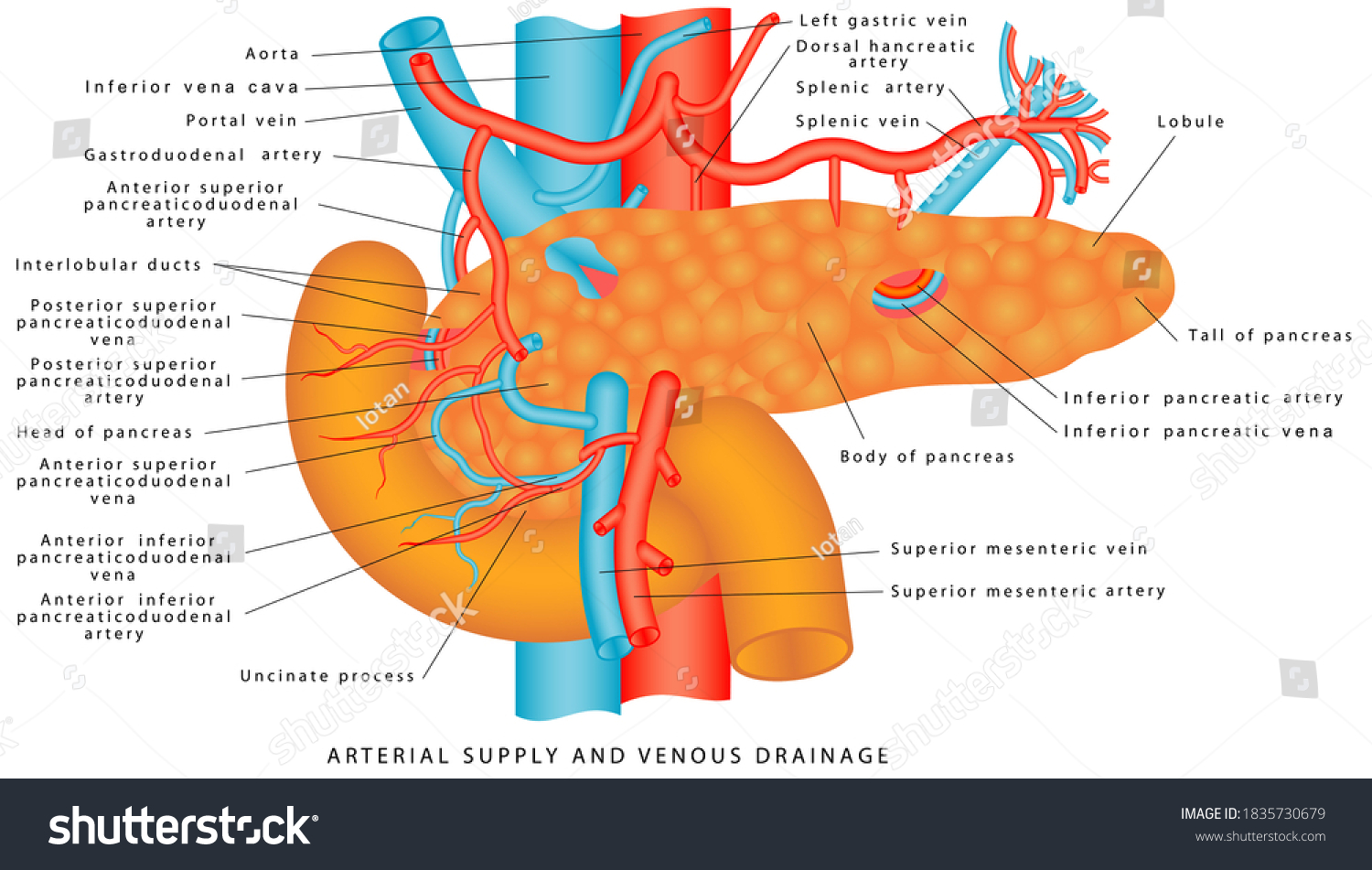 Blood Supply Pancreas Vasculature Pancreas Arterial Stock Illustration