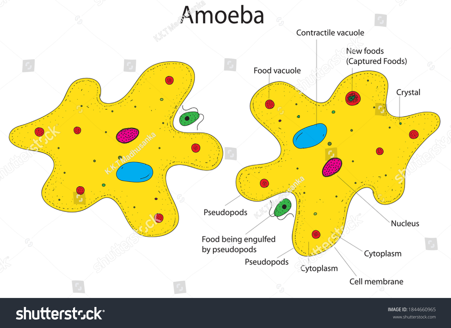 Ameeba 3 รายการ ภาพ ภาพสตอกและเวกเตอร Shutterstock