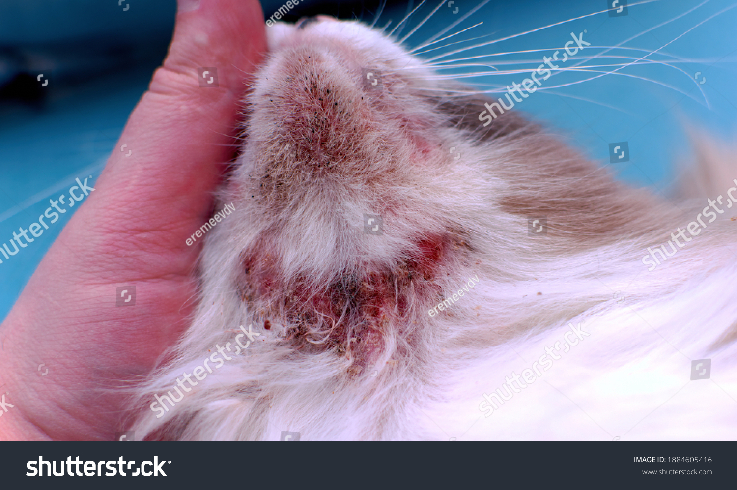 Allergic Skin Diseases Domestic Cats Cats Stock Photo