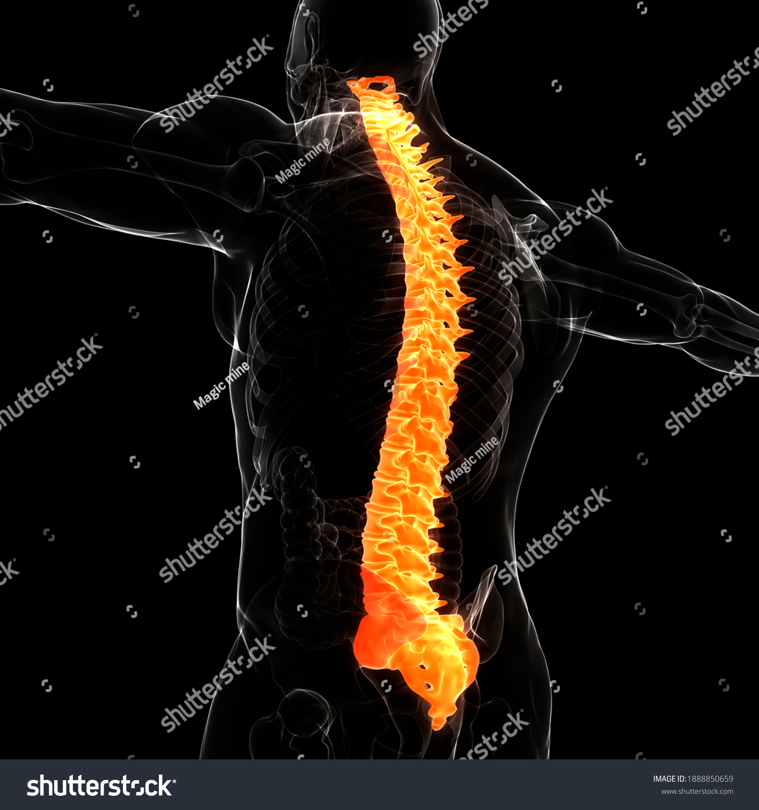 Spinal Cord Vertebral Column Human Skeleton Shutterstock