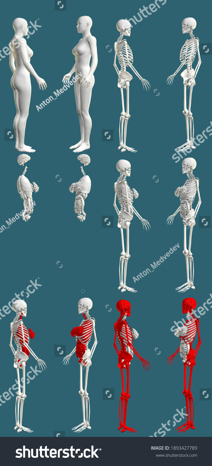 12 Hires Renders 1 Womans Body Stock Illustration 1893427789 Shutterstock