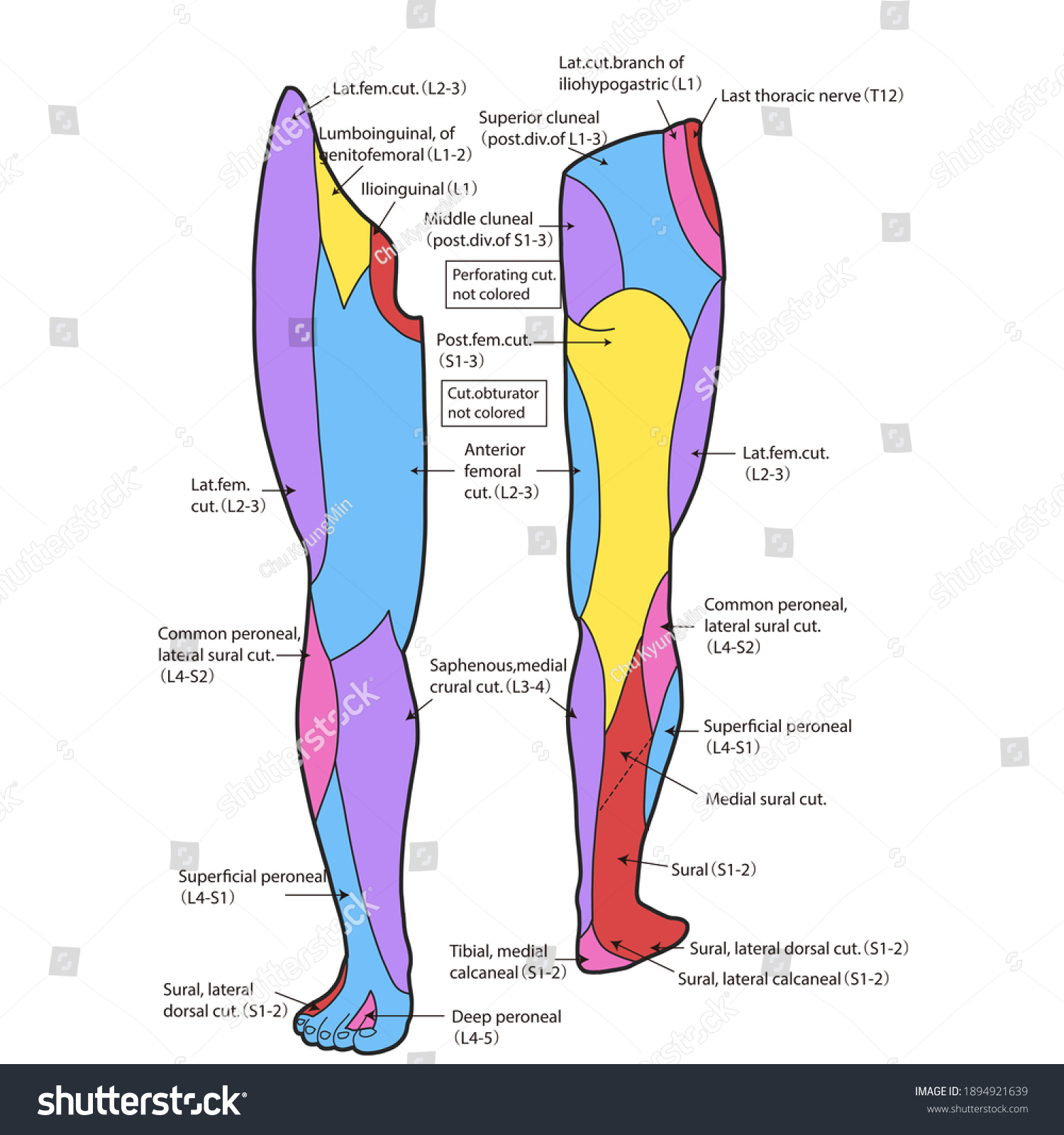 Medical Illustration Explain Dermatome Leg 库存插图 Shutterstock