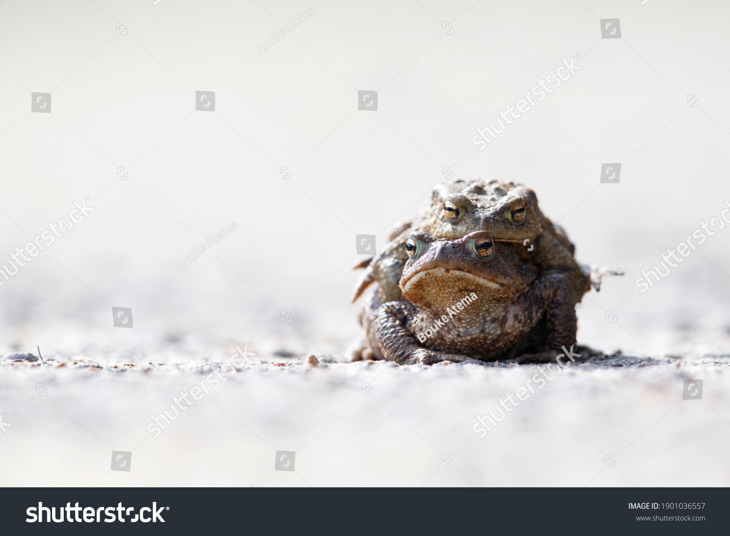 Male Female Common Toad Bufo Bufo Stock Photo Shutterstock