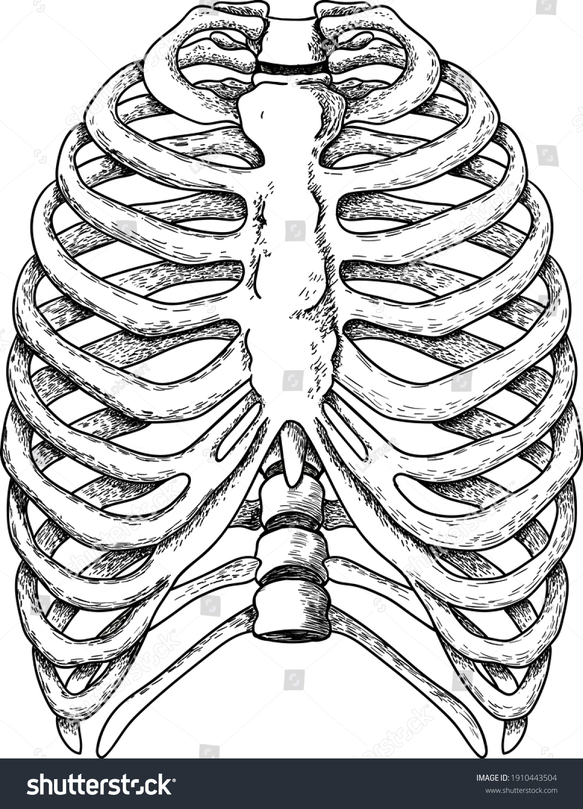 Ilustración vectorial de costillas humanas anatómicas vector de stock