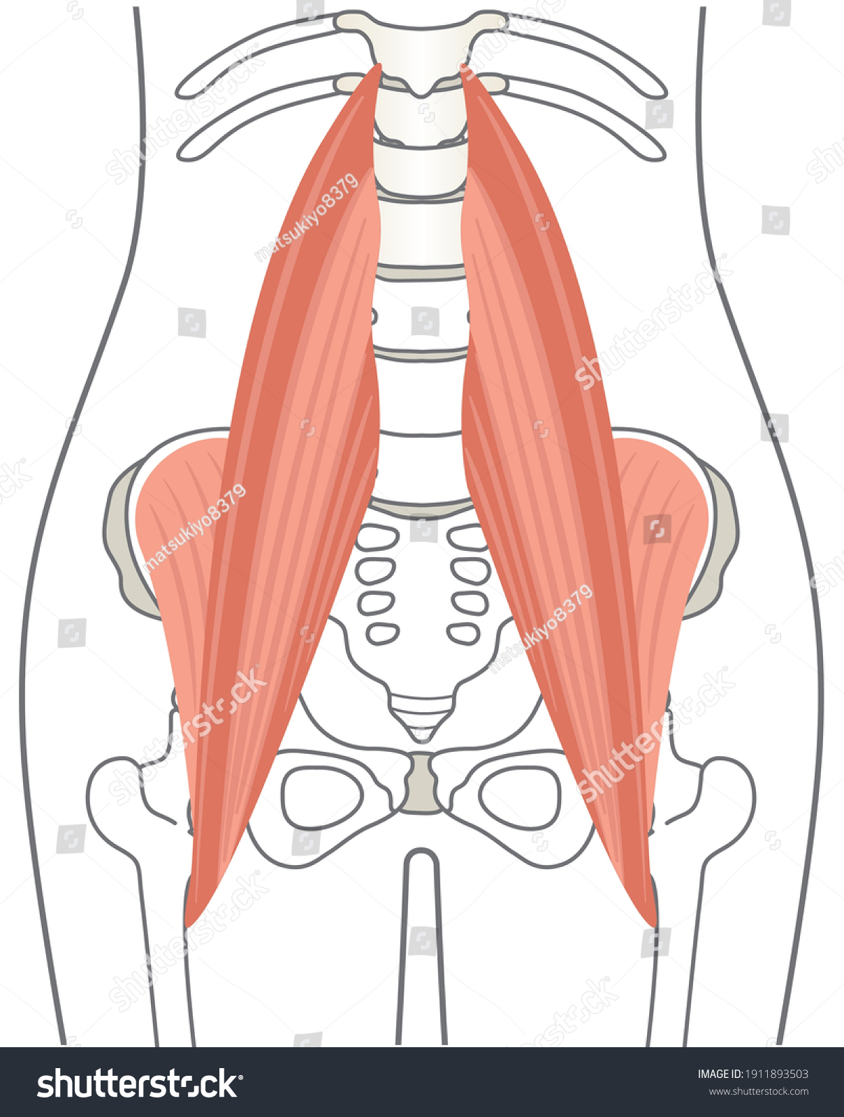 Human Body Iliopsoas Lumbar Muscle Stock Vector Royalty Free