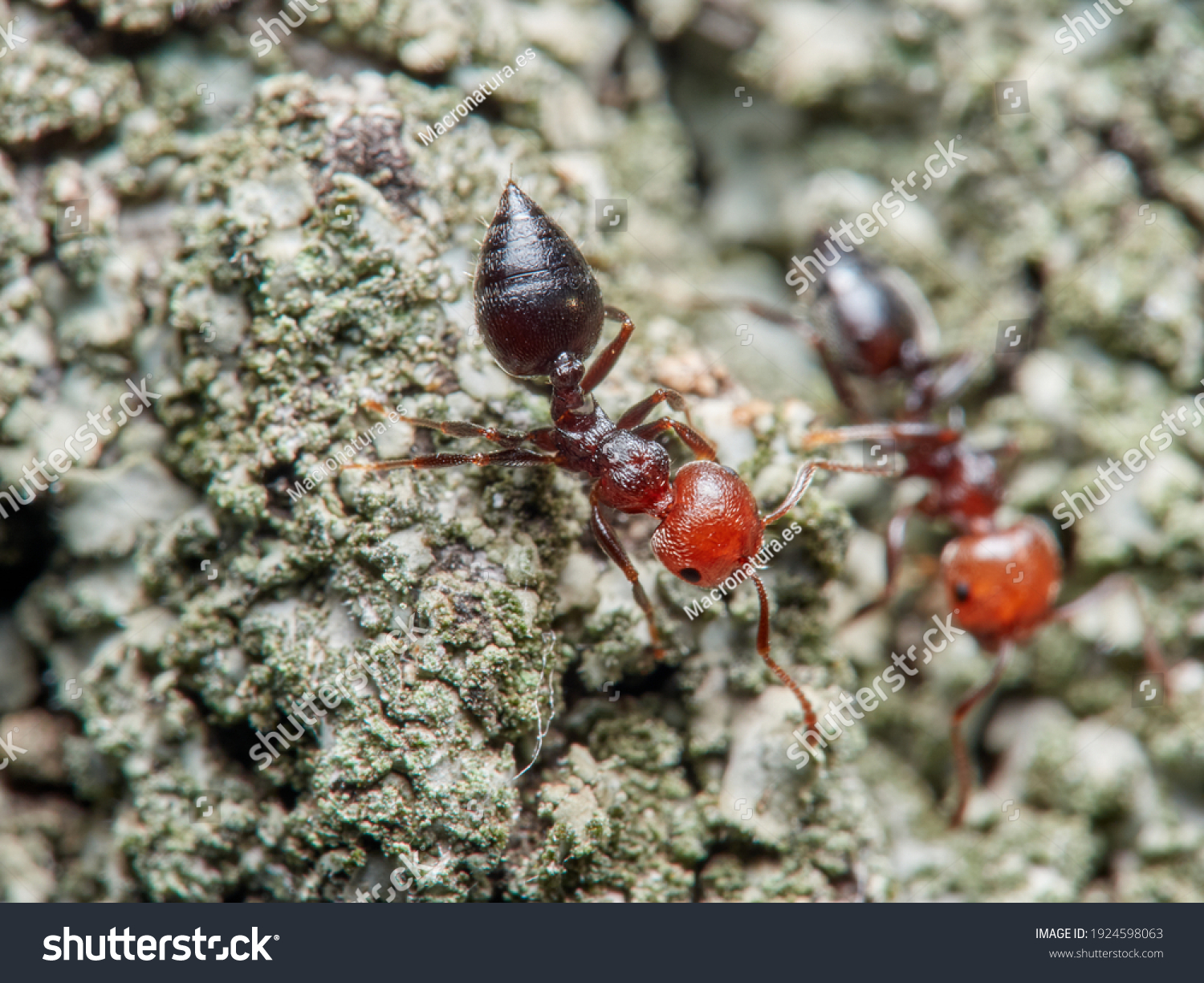 Acrobat Ant Species Red Head Shiny Stock Photo 1924598063 Shutterstock