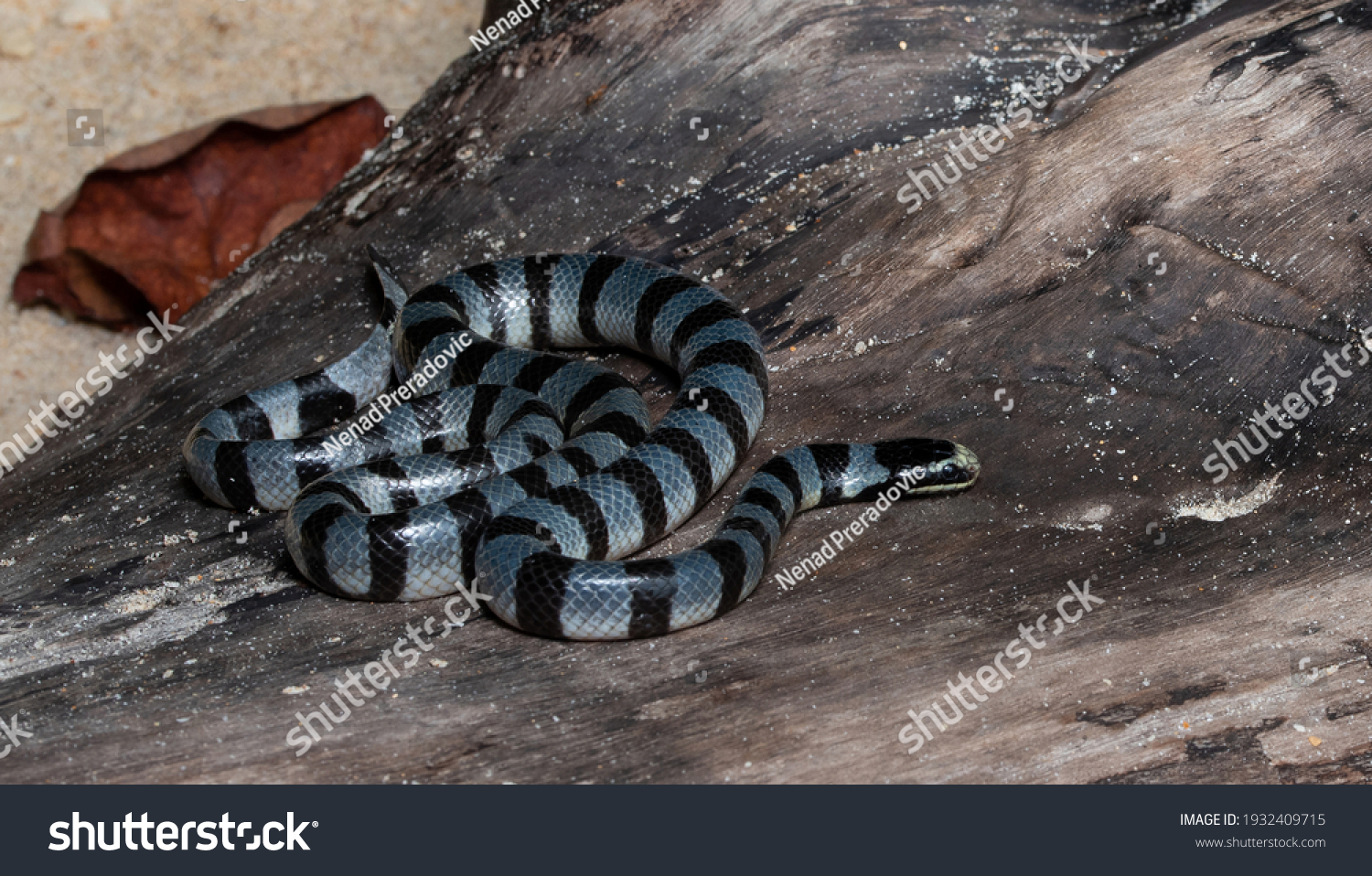 Yellowlipped Sea Krait Banded Sea Krait Stock Photo