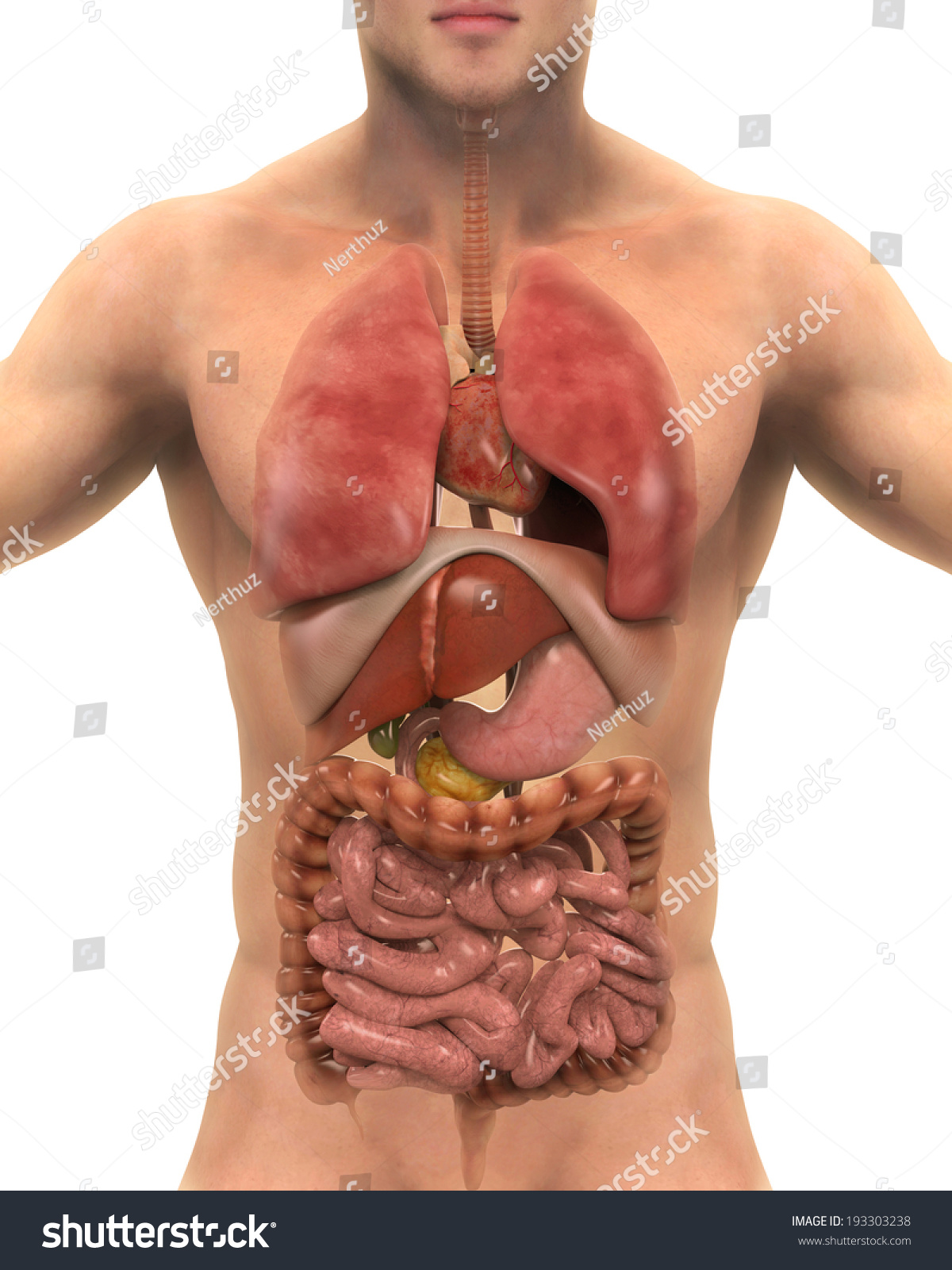 Anterior View Human Body Stock Illustration 193303238 Shutterstock