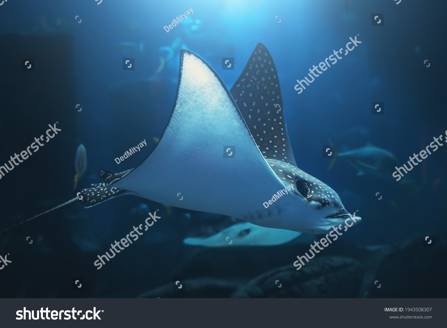 Stingray Swims Blue Water Underwater Aquarium Stock Photo 1943508307