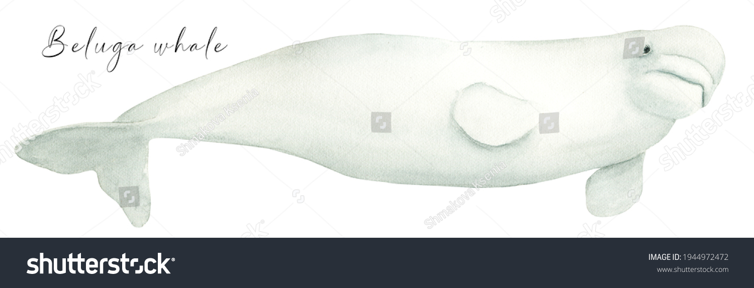 Beluga Whale Watercolor Realistic Hand Drawn Stock Illustration