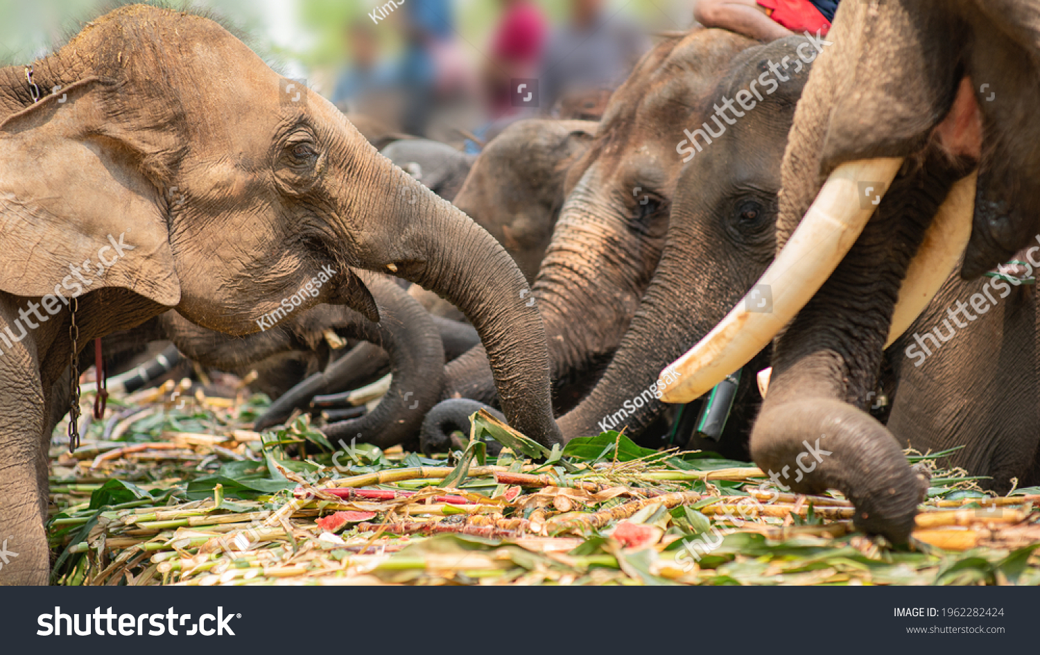 Elephant Fruit Images Stock Photos Vectors Shutterstock