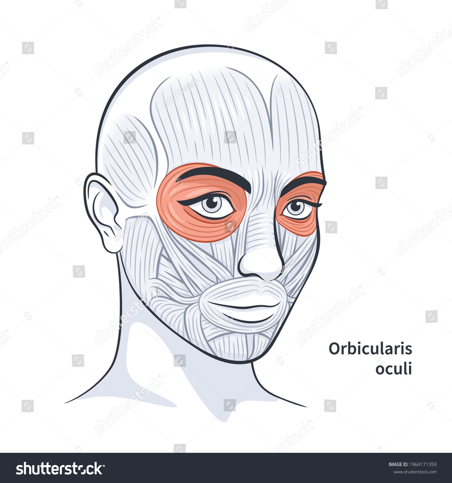 Orbicularis Oculi Facial Muscles Female Detailed Stock Vector Royalty