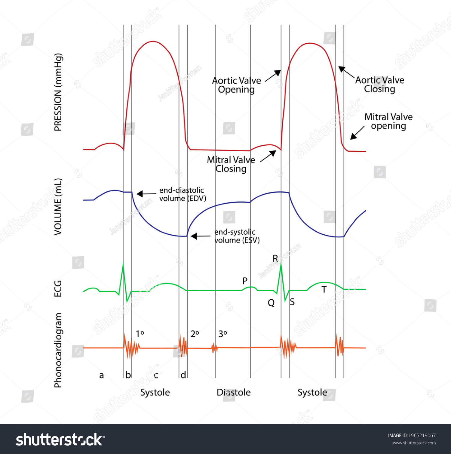 Left Ventricular Pressurevolume Pv Loops Electrocardiogram Stock