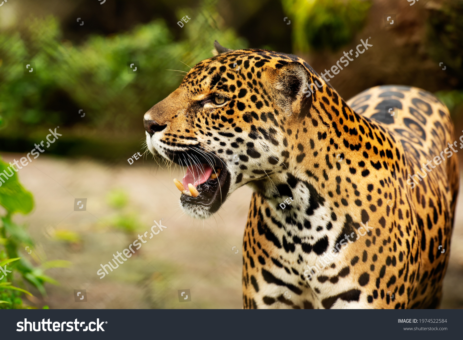 Portrait Majestic Leopard Open Mouth Showing Stock Photo