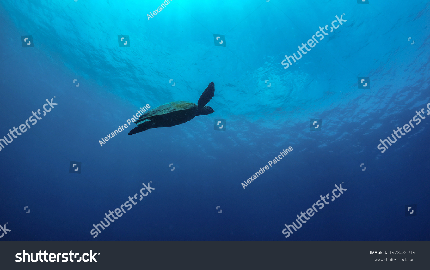 Green Sea Turtle Ascended Surface Breathe Stock Photo