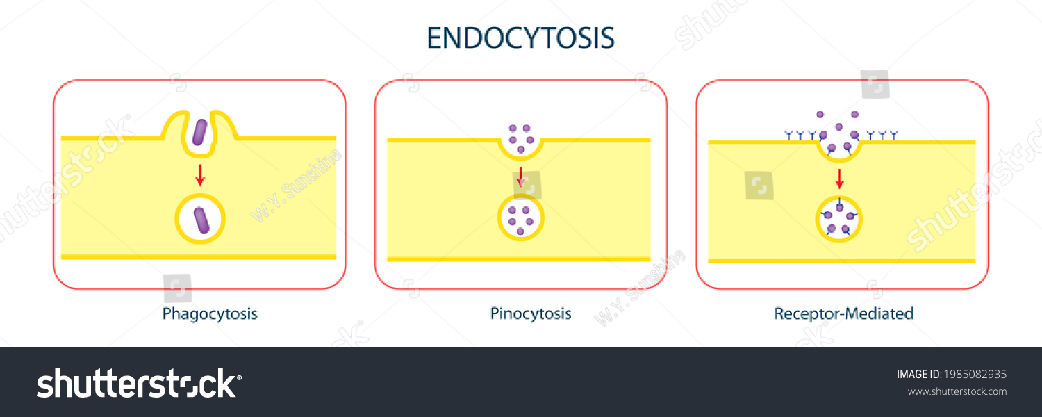 Education Chart Three Types Endocytosis Including Stock Illustration