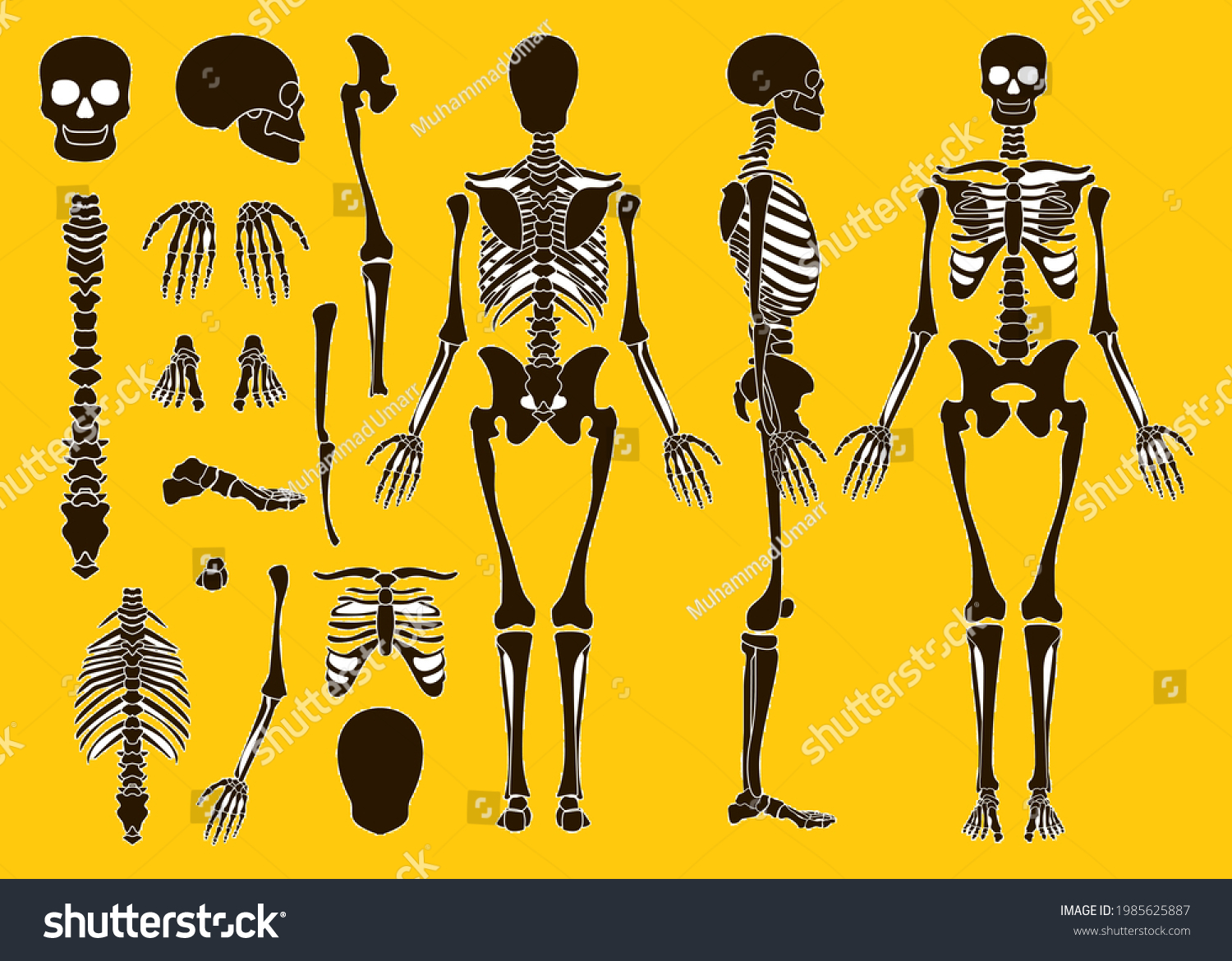 Best Human Bones Skeleton Structure Elements Stock Illustration