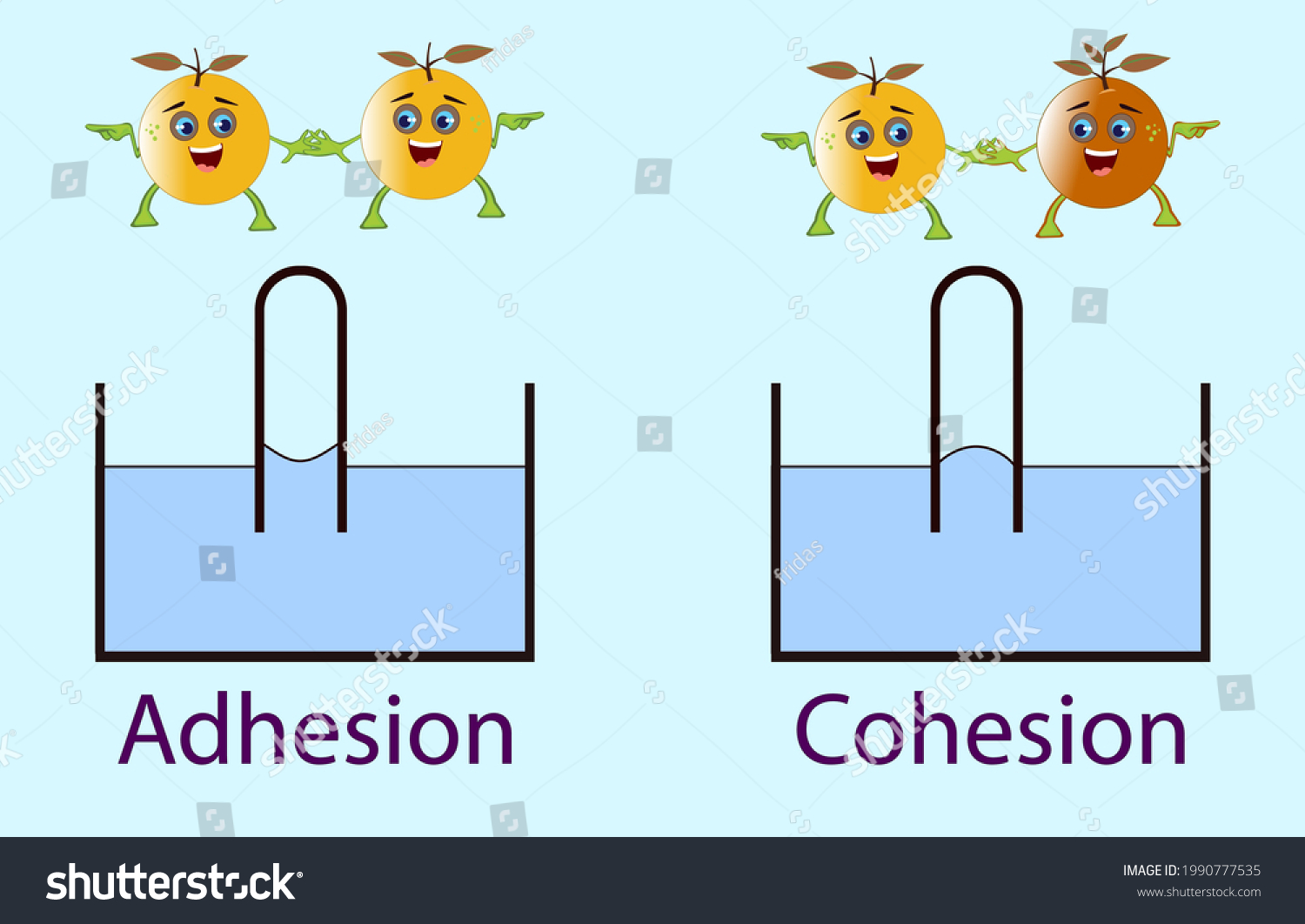 Adhesion Cohesion Physics Lesson Stock Vector Royalty Free 1990777535