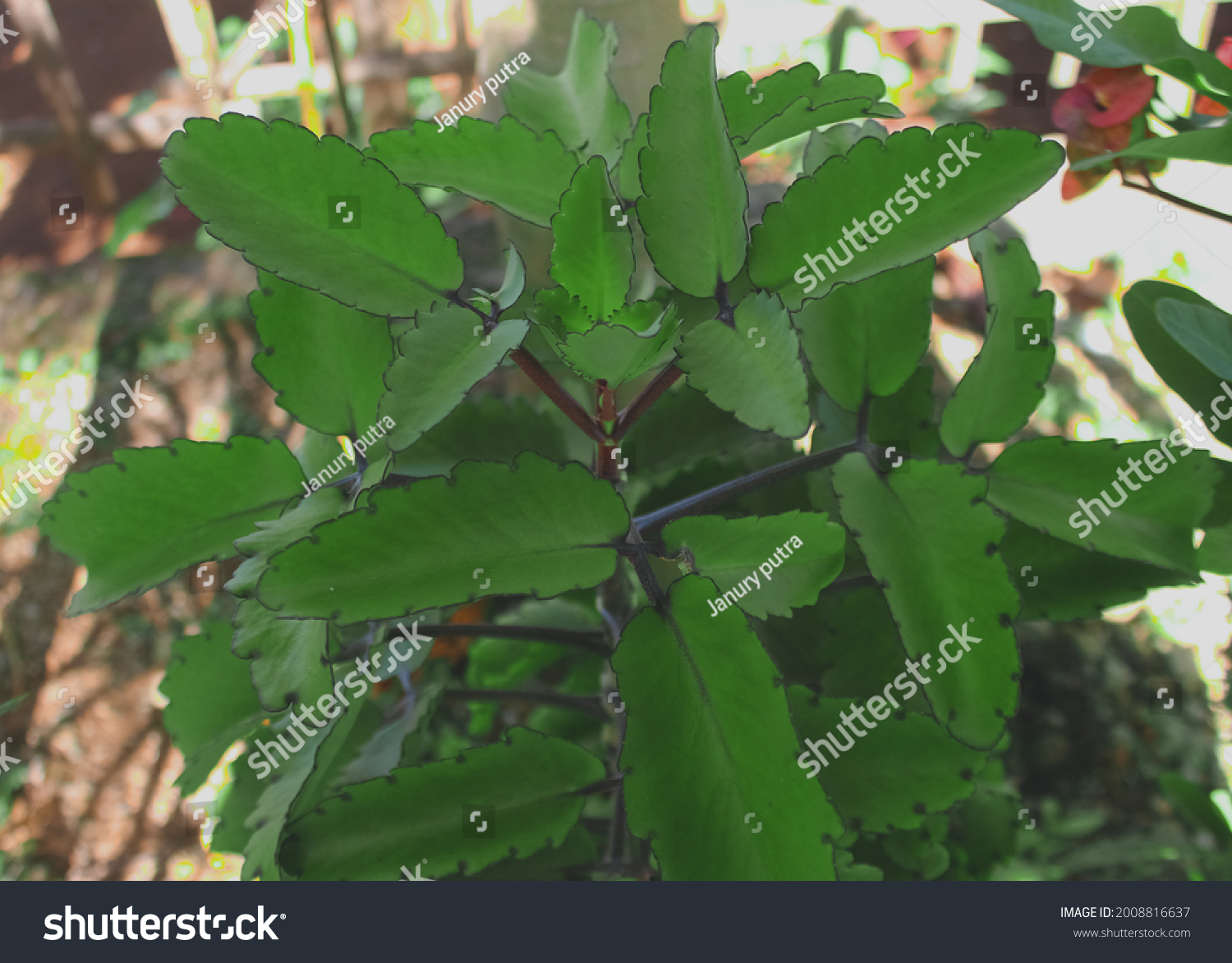 Kalanchoe Pinnata Formerly Known Bryophyllum Pinnatum Stock Photo