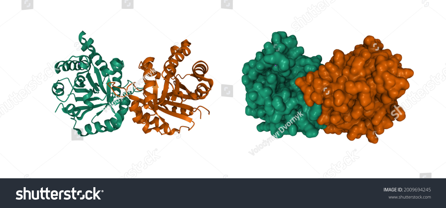 Structure Human Triosephosphate Isomerase D Cartoon Stock Illustration