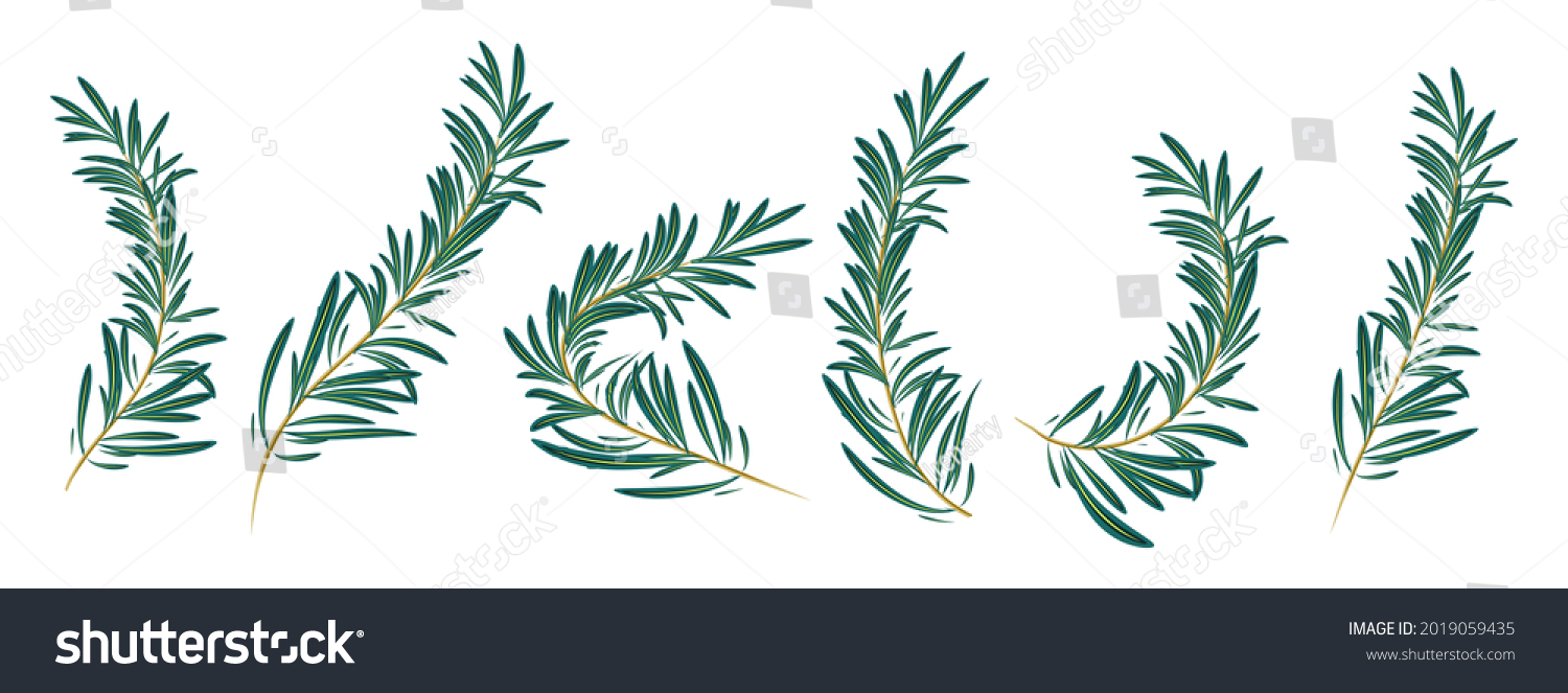 Vector Illustration Green Rosemary Branch Isolated Stock Vector