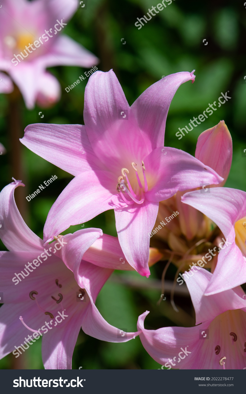 Naked Lady Lilies Called Belladonna Amaryllis Stock Photo 2022278477