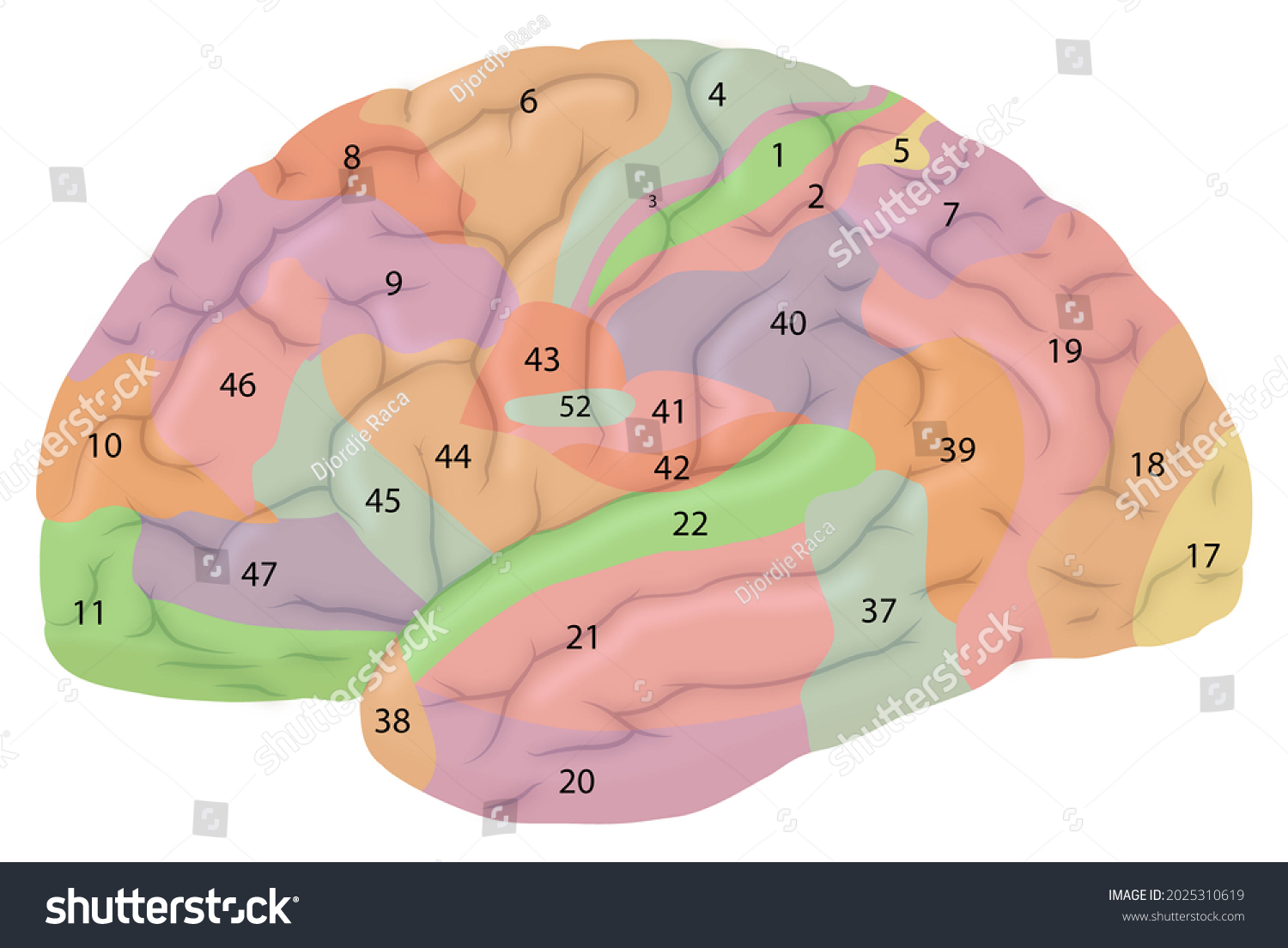 Lateral View Brain Brodmann Areas Shutterstock