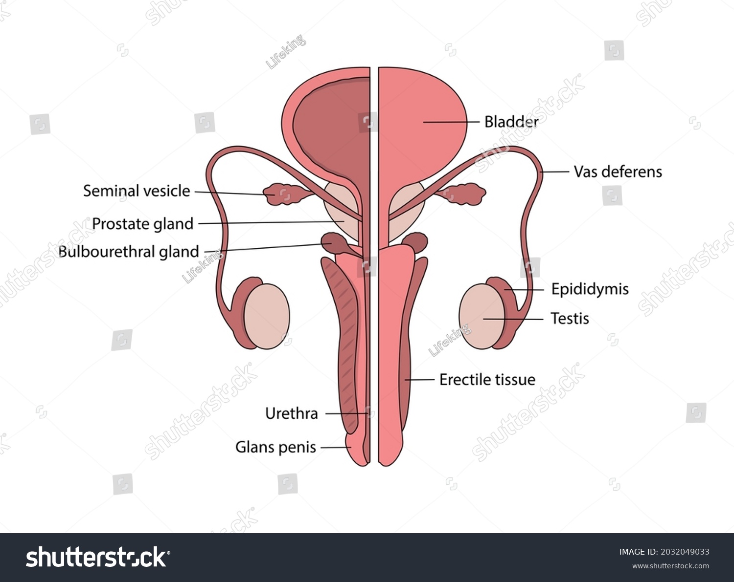 Vector Male Human Reproductive System Description Stock Vector Royalty