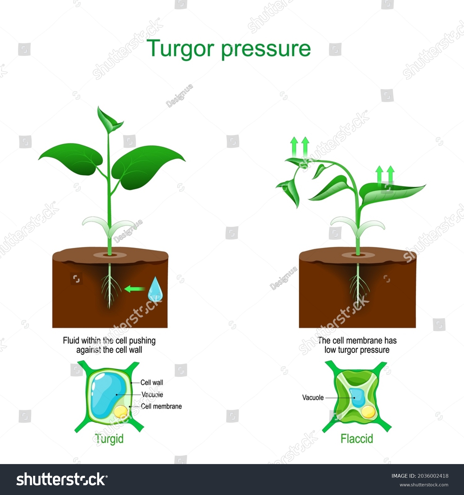 Turgor Pressure Plant Cells Osmosis Vector Stock Vector Royalty Free