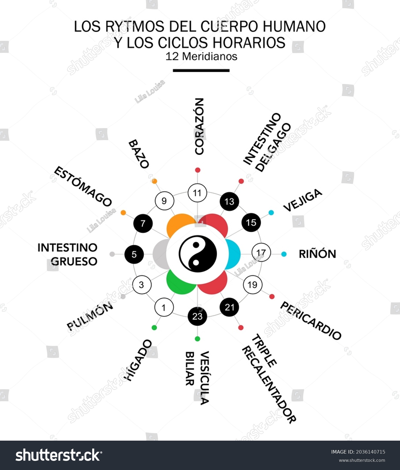 Vektor Stok Circadian Rhythms Main Meridians Body Organs Tanpa Royalti