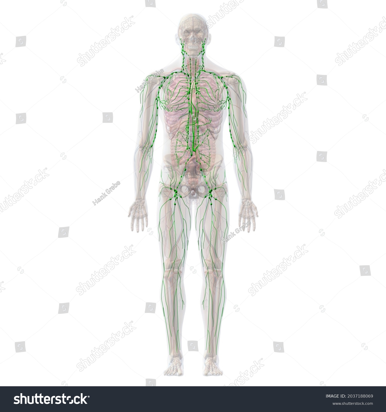 Lymphatic System Skeletal Internal Organ Anatomy Stock Illustration